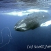 whale_humpback_h_00207_dom3606.jpg
